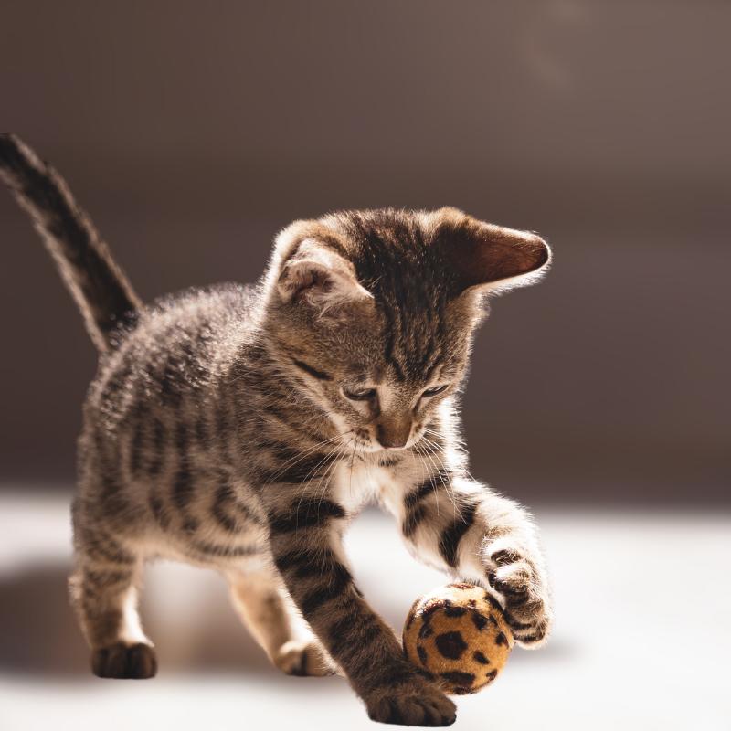 Cats - Petz Toyz