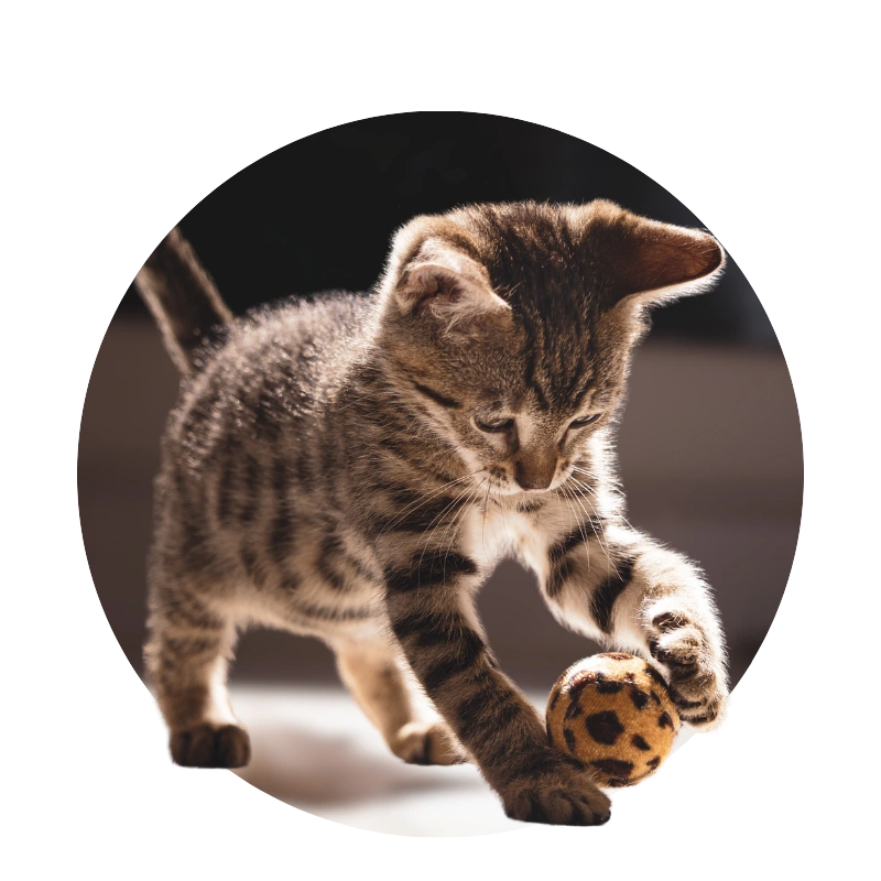 Kitten playing with a leopard-print ball in sun