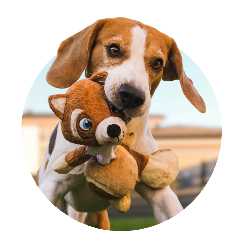 Dog holding a plush toy in its mouth with a playful expression